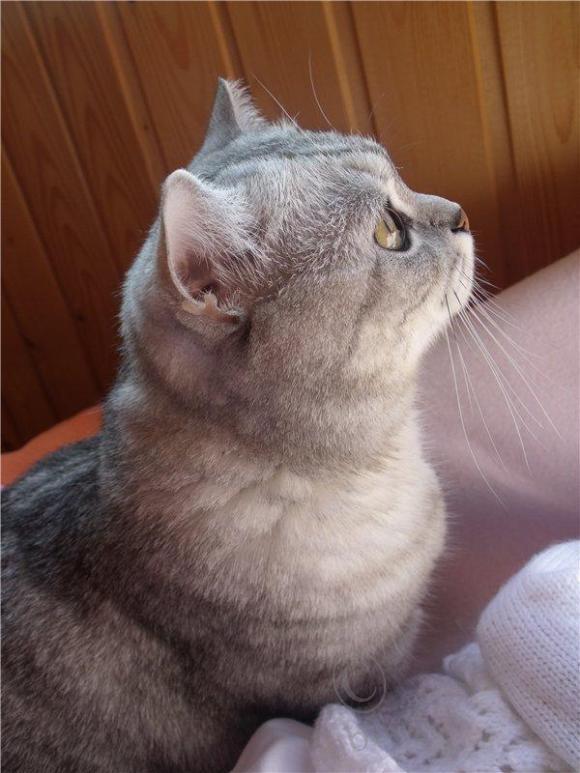 Солнышко светит,ребенок в саду, а мамка играет (фото 7)