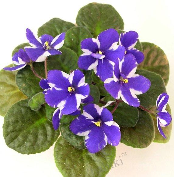 Цветы привносят в нашу жизнь нечто