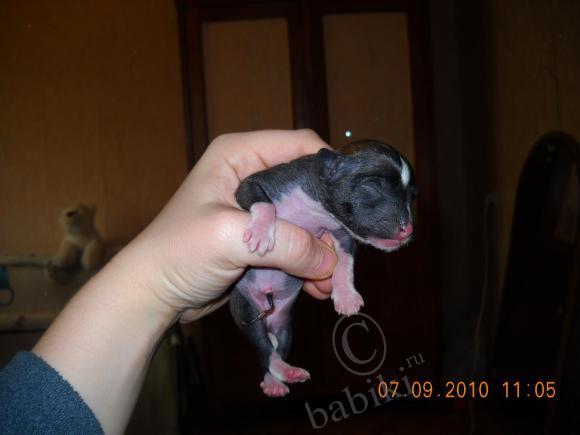 Мой сладкий БейБик Кэсси — Болталка и разговоры обо всем: жизнь (фото 4)