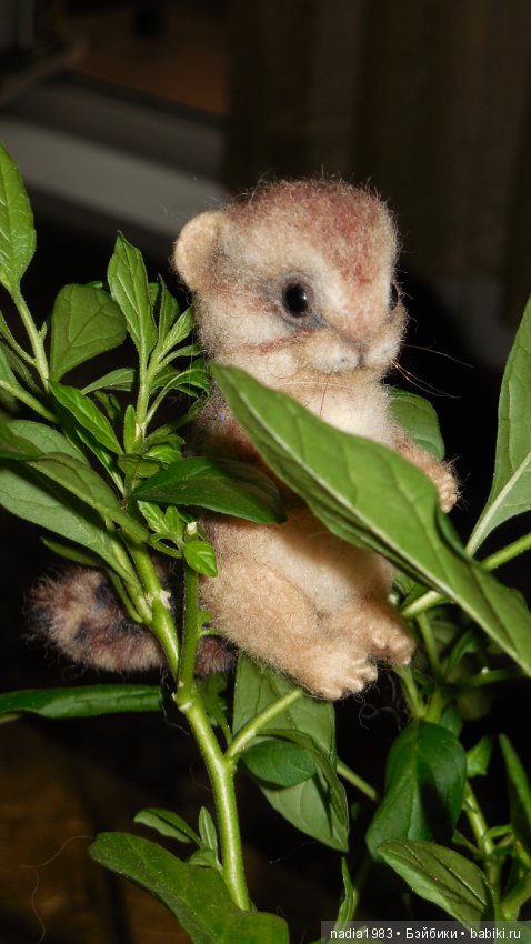 Бурундучок ищет новый дом (фото 7)