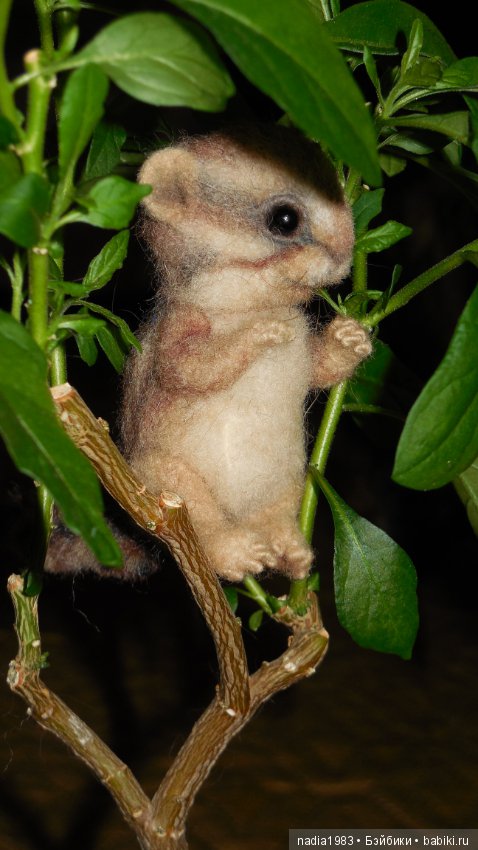 Бурундучок ищет новый дом (фото 4)