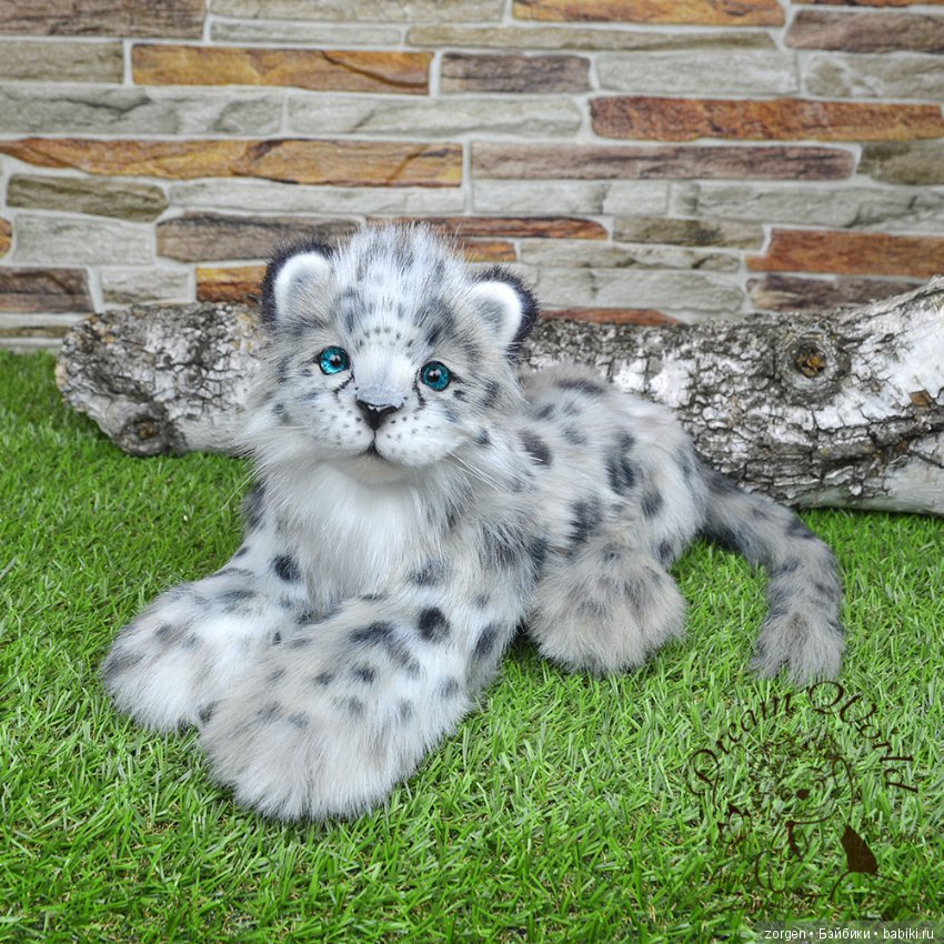 Кошки похожие на снежного барса. Снежный барс хищник. Снежный барс на прогулке. Снежный барс детеныш. Домашний снежный барс.