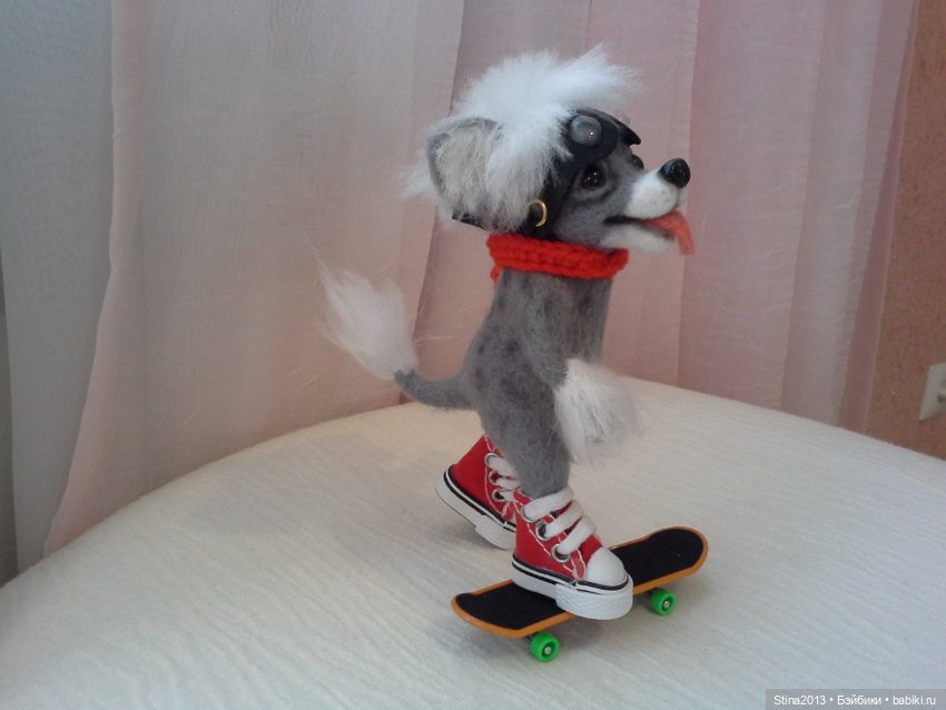 Китайская хохлатая - скейтбордист (фото 5)