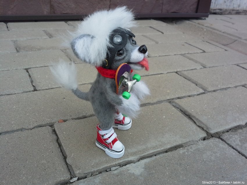 Китайская хохлатая - скейтбордист (фото 4)