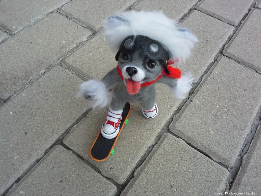 Китайская хохлатая - скейтбордист (фото 2)