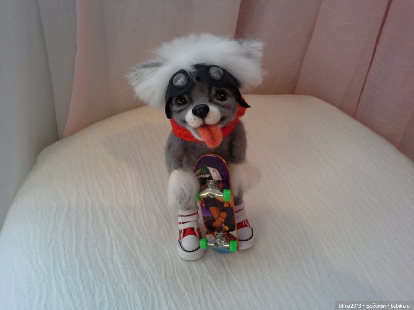 Китайская хохлатая - скейтбордист (фото 6)