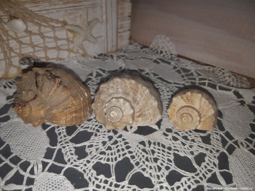 Морские ракушки для фотосессии (фото 2)