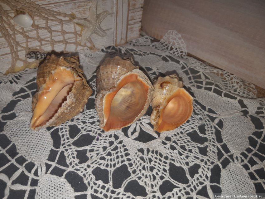 Морские ракушки для фотосессии