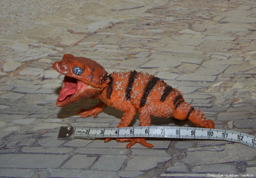 1/1 Нефрурс (Nephrurus) или Шишкохвостый геккон №1 (фото 6)