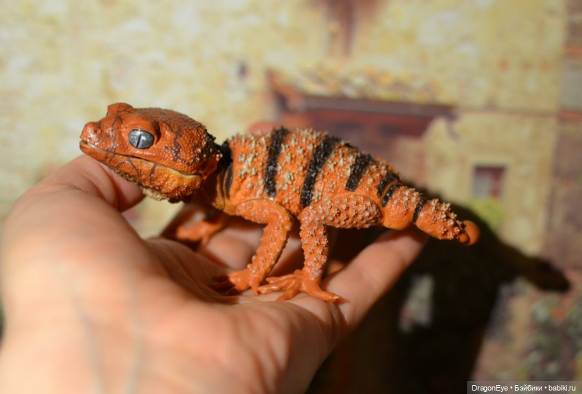 1/1 Нефрурс (Nephrurus) или Шишкохвостый геккон №1