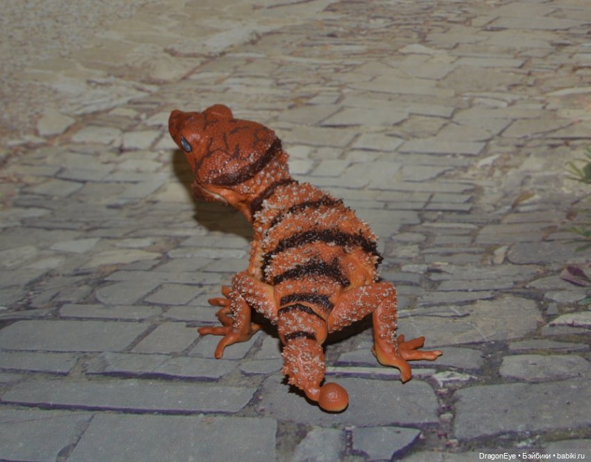 1/1 Нефрурс (Nephrurus) или Шишкохвостый геккон №1 (фото 9)