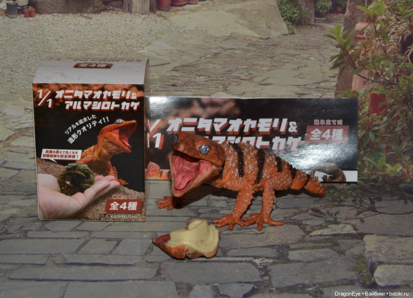 1/1 Нефрурс (Nephrurus) или Шишкохвостый геккон №1