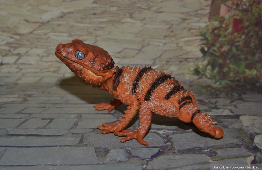 1/1 Нефрурс (Nephrurus) или Шишкохвостый геккон №1