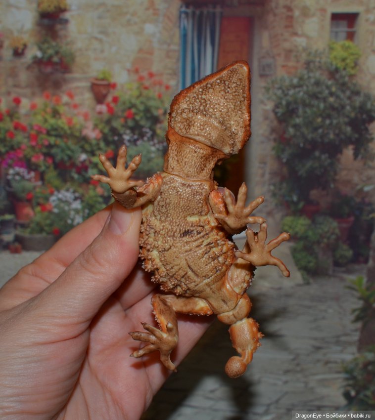 1/1 Нефрурс (Nephrurus) или Шишкохвостый геккон №1