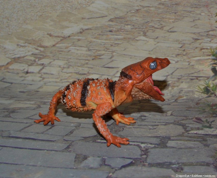 1/1 Нефрурс (Nephrurus) или Шишкохвостый геккон №1