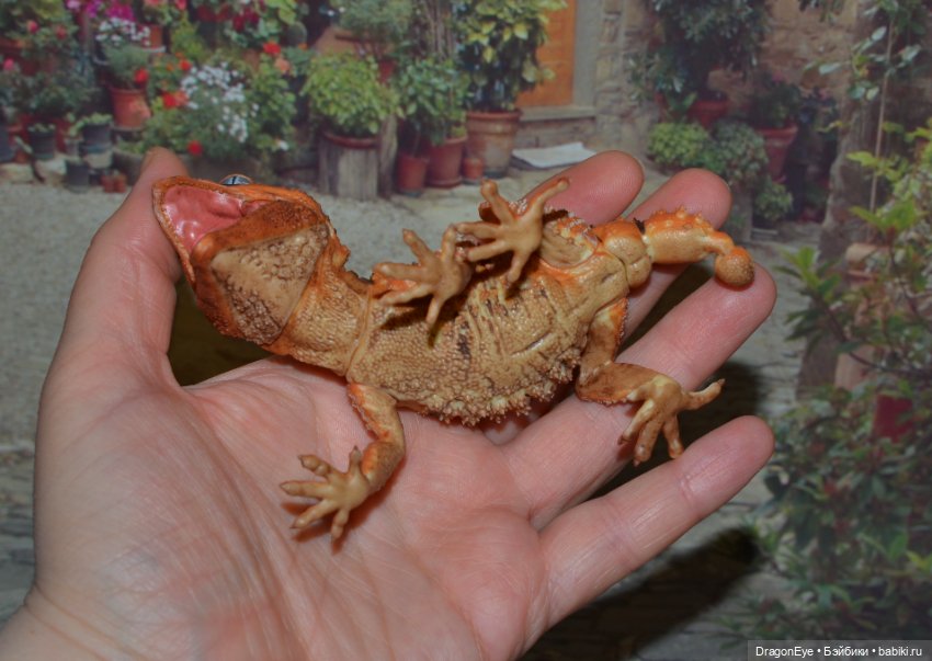 1/1 Нефрурс (Nephrurus) или Шишкохвостый геккон №1