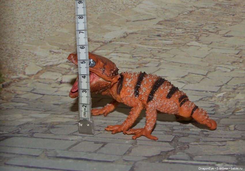1/1 Нефрурс (Nephrurus) или Шишкохвостый геккон №1 (фото 7)