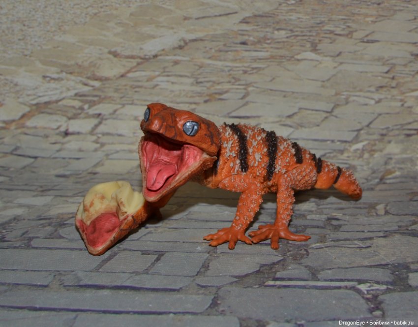 1/1 Нефрурс (Nephrurus) или Шишкохвостый геккон №1 (фото 5)