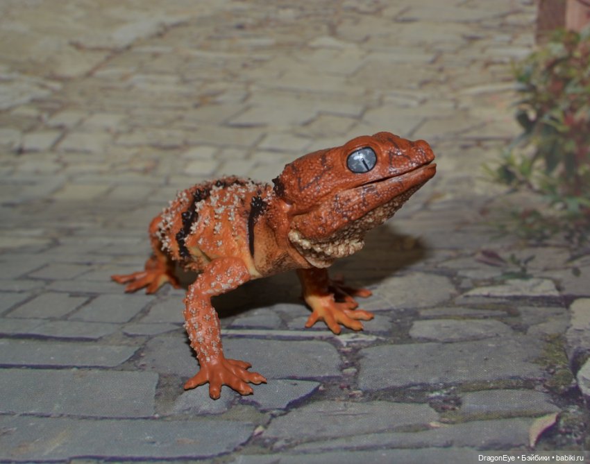 1/1 Нефрурс (Nephrurus) или Шишкохвостый геккон №1