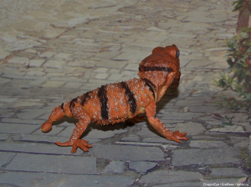 1/1 Нефрурс (Nephrurus) или Шишкохвостый геккон №1 (фото 10)