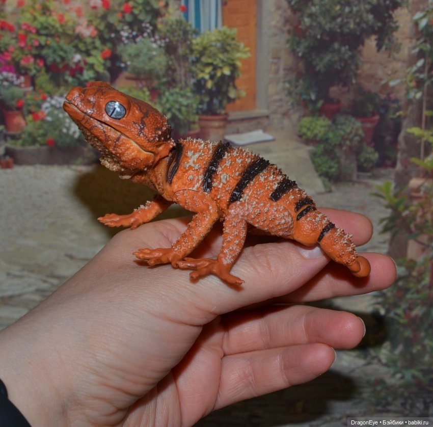 1/1 Нефрурс (Nephrurus) или Шишкохвостый геккон №1