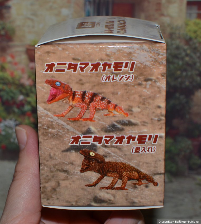 1/1 Нефрурс (Nephrurus) или Шишкохвостый геккон №1 (фото 3)