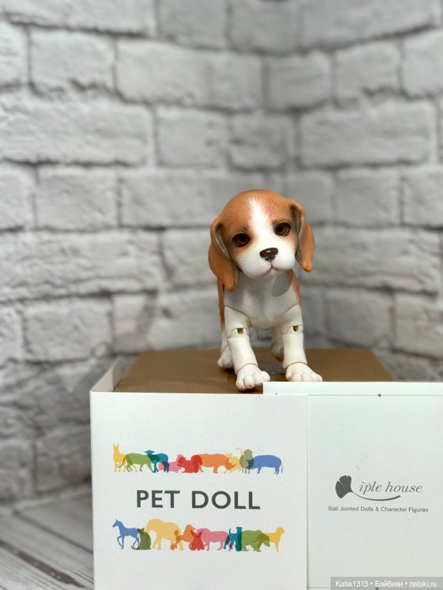 IpleHouse петы — щенок бигля (фото 7)