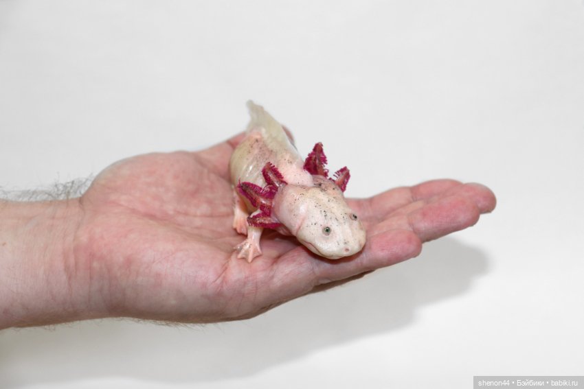 Аксолотль — Авторские игрушки (фото 4)