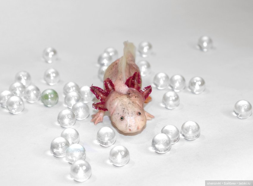 Аксолотль — Авторские игрушки (фото 7)