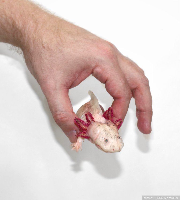 Аксолотль — Авторские игрушки (фото 2)