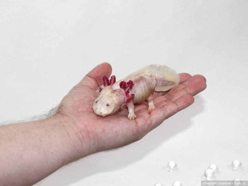 Аксолотль — Авторские игрушки (фото 3)