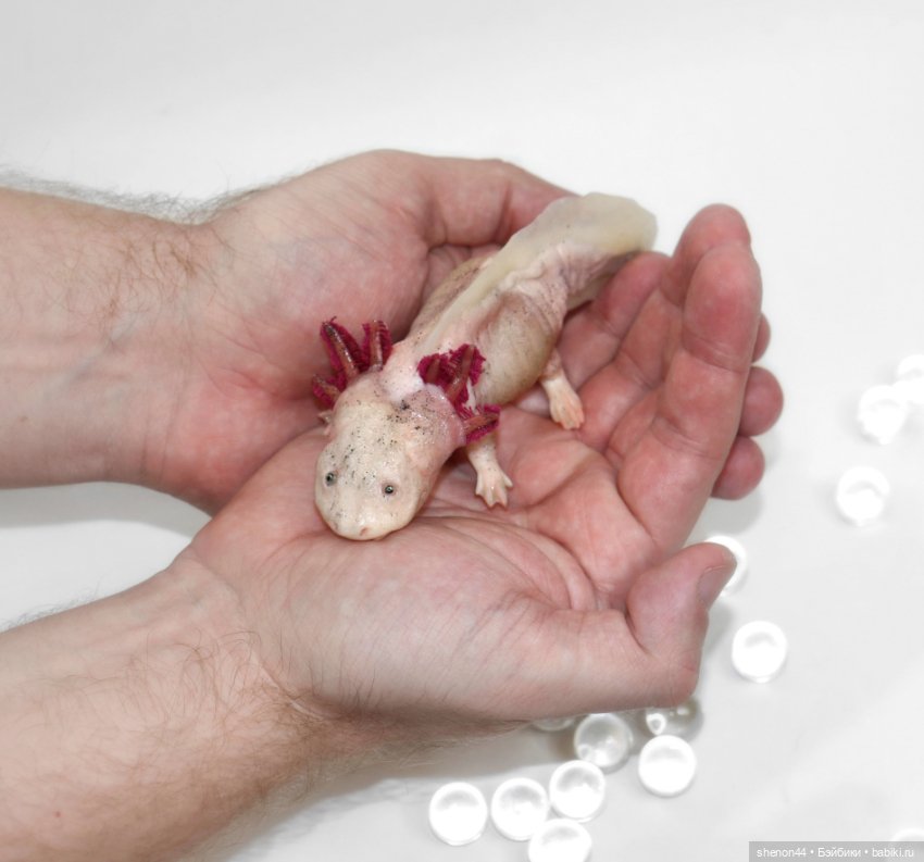 Аксолотль — Авторские игрушки