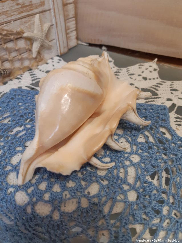 Ракушка декоративная морская (фото 4)