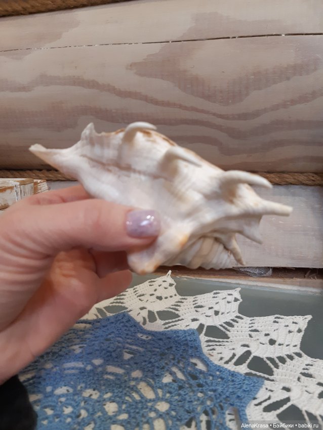 Ракушка декоративная морская