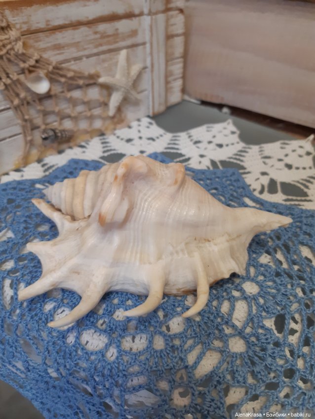 Ракушка декоративная морская (фото 2)