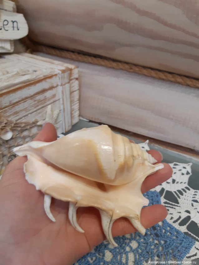 Ракушка декоративная морская (фото 3)