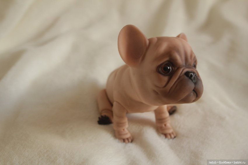 Шарнирный щенок французского бульдога (фото 7)