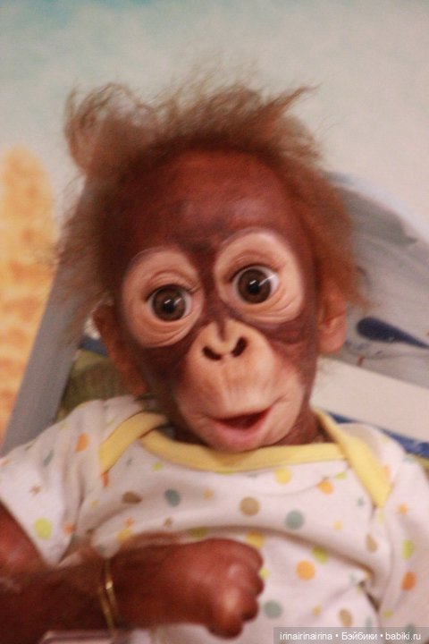 Маленький орангутанг (326.4) (фото 3)