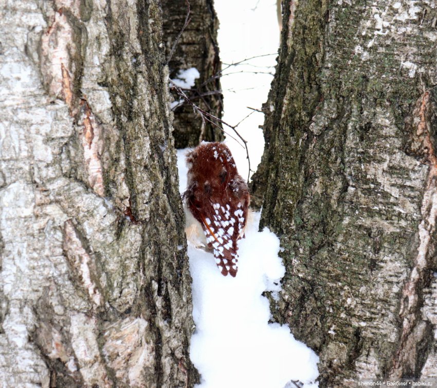 Воробьиный сыч — Авторские игрушки (фото 2)