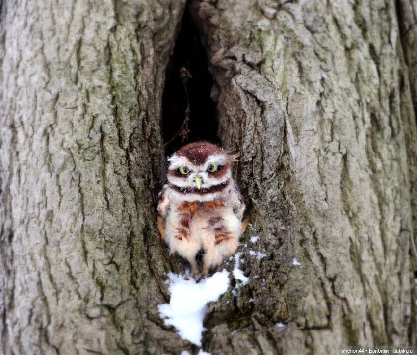 Воробьиный сыч — Авторские игрушки (фото 5)