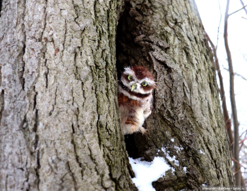 Воробьиный сыч — Авторские игрушки