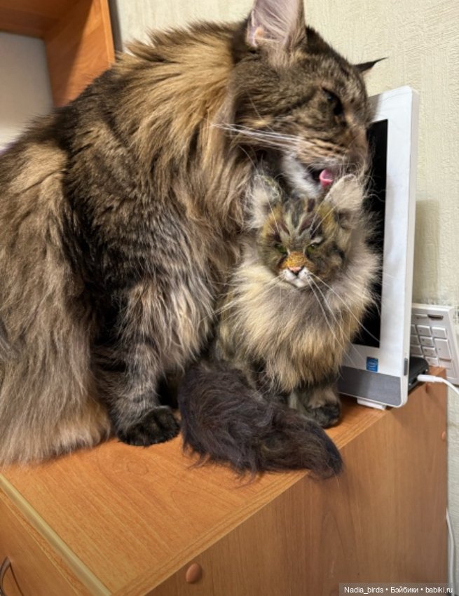 Портретная игрушка по фото котика/собаки (фото 4)