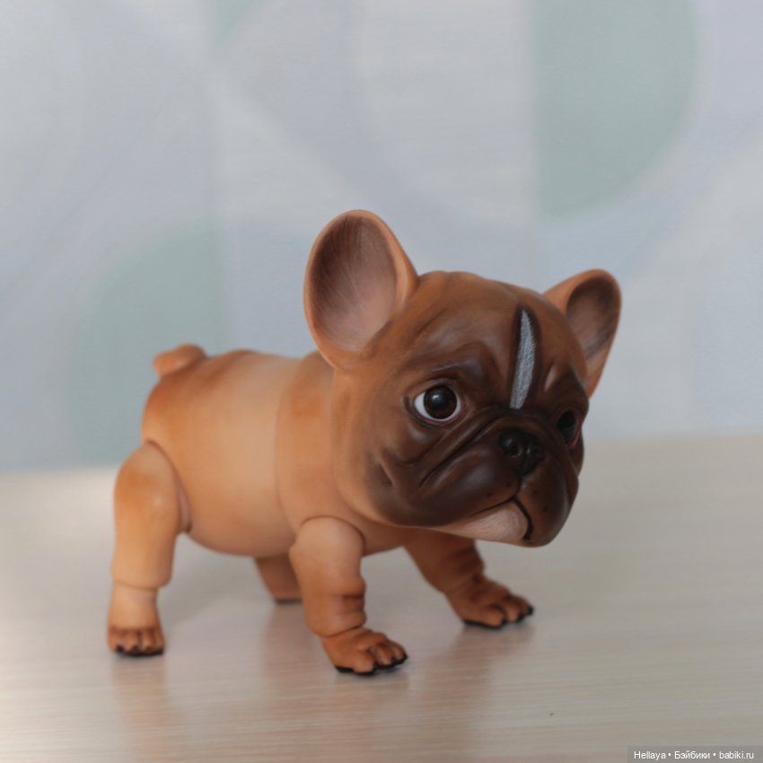 Французский бульдог с тремя мордочками (фото 3)