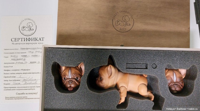 Французский бульдог с тремя мордочками (фото 6)