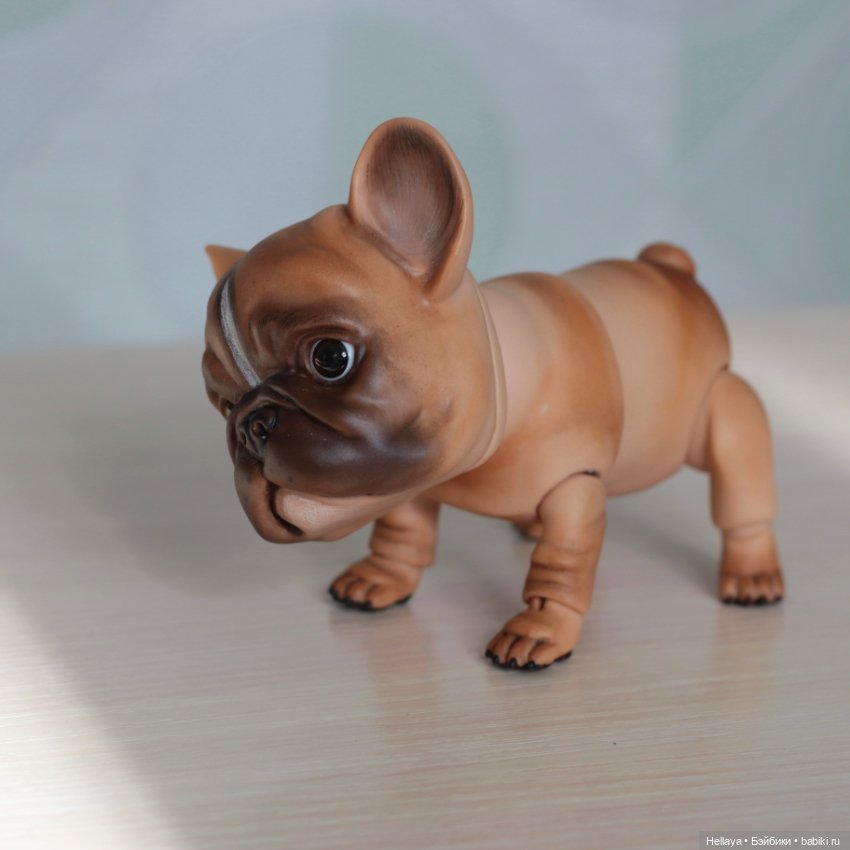 Французский бульдог с тремя мордочками (фото 4)