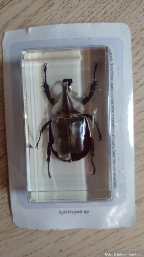 Насекомые в акриле для кукольного интерьера (фото 2)