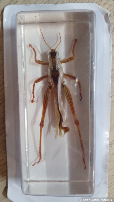 Насекомые в акриле для кукольного интерьера (фото 3)