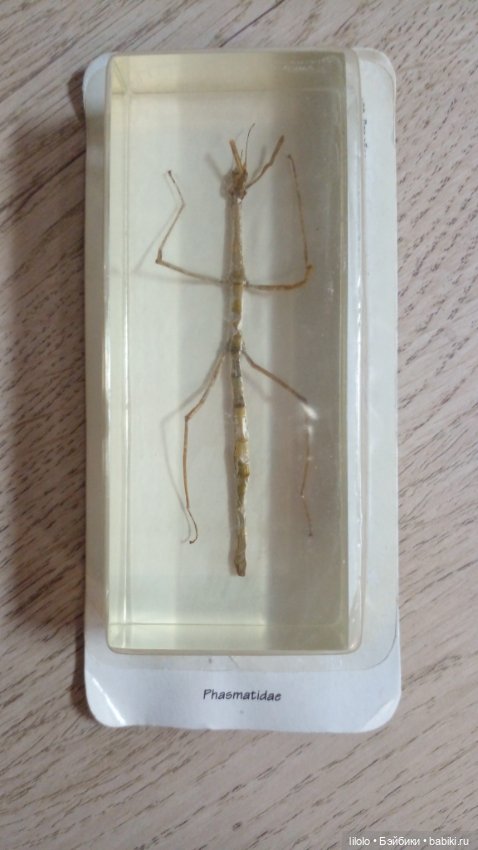 Насекомые в акриле для кукольного интерьера