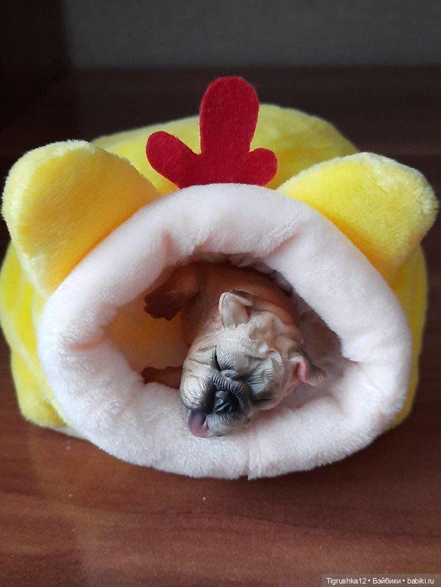 Домики для питомцев # — Миниатюра для кукол (фото 3)