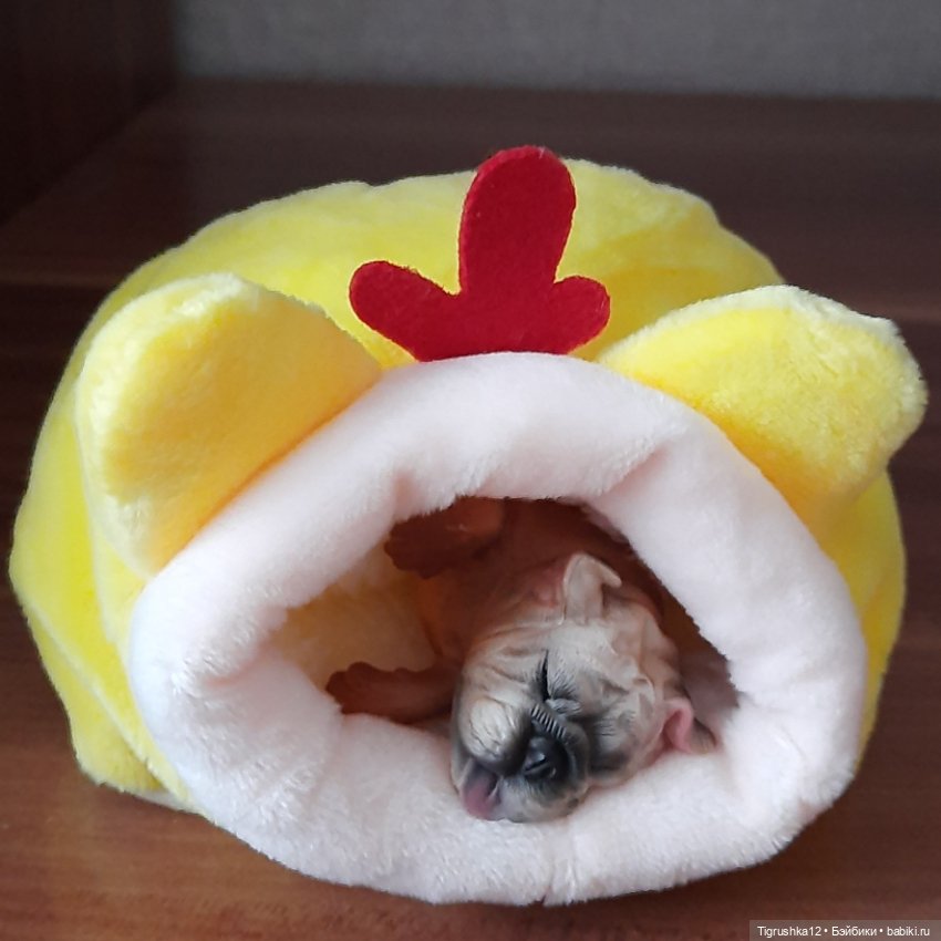 Домики для питомцев # — Миниатюра для кукол (фото 9)